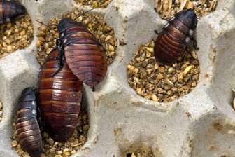 100.000 Kakerlaken beschlagnahmt – Rekordfund in Australien - Schaben werden zumeist als Futter für Reptilien und andere Tiere gezüchtet.
