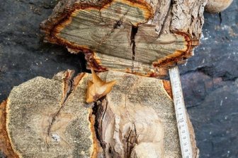 100-jähriger Efeu gekappt: Ärger am Schlossfelsen Falkenstein - Die Schnittstelle.