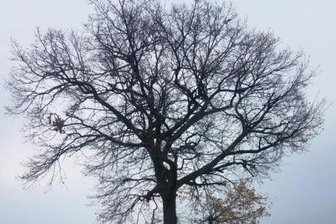 100 Jahre alte Eiche vernichtet: Täter kommt davon - Etwa 100 Jahre hatte die Eiche auf dem Friedhof der St. Blasiuskirche in Zwönitz gestanden.