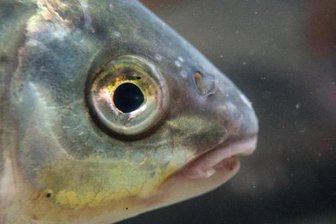 1000 Fische in Not: Unbekannte lassen Wasser von Teich ab -