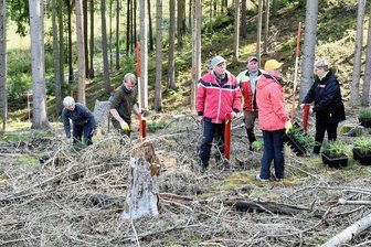 1000 junge Weißtannen fürs Sternmühlental in Kleinolbersdorf-Erdmannsdorf - Im Sternmühlental haben die Frühjahrsstürme erheblichen Schaden im Forst angerichtet. Bei einer Pflanzaktion gibt Revierleiter Alexander Wagner (Foto rechts vorn) für die Teilnehmer die Pflanzrichtung vor. 