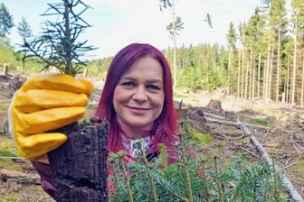 1000 junge Weißtannen fürs Sternmühlental - Elisabeth Voigtländer zeigt die Weißtannen-Setzlinge, die ins Sternmühlental gepflanzt wurden.