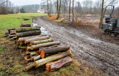 Die Baum- und Gehölzschnittarbeiten neben der Kläranlage in Niederwiesa sorgen für Unruhe im Ort, sind aber genehmigt.
