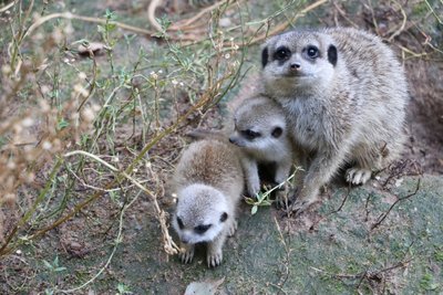 Bei den Erdmännchen hat es Nachwuchs gegeben.