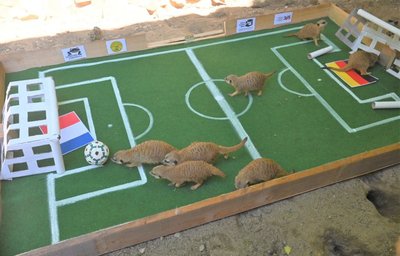 Man beachte das Erdmännchen im deutschen Tor ganz rechts. 