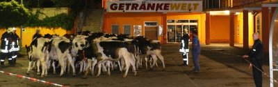 
              <p class="artikelinhalt">14 Einsatzkräften waren Mittwochnacht in Meerane im Einsatz, um die Herde wieder einzufangen.</p>
            