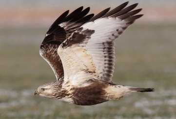 Ein Raufußbussard im Anflug.