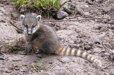 Nasenbären sind tagaktiv und gesellige Tiere. 