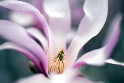 Eine Magnolie am Mittwoch im Süden von Berlin.