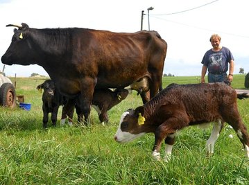 
              <p class="artikelinhalt">Eine Kuh von Landwirt Türk Lippmann hat im Mittweidaer Ortsteil Frankenau am 30. August drei Kälber zur Welt gebracht.</p>
            