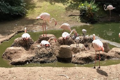Erstmals in der fast 30-jährigen Flamingo-Haltung des Chemnitzer Tierparks hat es dort Nachwuchs bei den Rosaflamingos gegeben. Auf sechs Bruthügeln lagen Eier, drei Küken sind am 1. Juli, am 3. Juli und am 5. Juli geschlüpft. Ob sich aus den anderen Eiern noch Jungtiere schälen, ist offen, so Tierparkleiterin Anja Dube. Flamingos pflanzen sich nur fort, wenn eine bestimmte Anzahl Tiere in der Gruppe lebt. Auf einer großen Anlage mit wenigen Tieren züchten sie nicht nach. Daher wurden 2015 und 2016 zur bestehenden Gruppe 16 Tiere aus drei Zoos in Österreich, Tschechien und Deutschland geholt. Flamingos nehmen mit dem Futter auch Farbstoffe auf, die für die rosarote Gefiederfarbe wichtig sind. Im Zoo müssen deshalb auch spezielle Futtermittel zugegeben werden, damit die Vögel nicht verblassen. Die Jungtiere dagegen sind grau.fpGeöffnet ist der Tierpark an der Nevoigtstraße derzeit von 9 bis 19 Uhr (letzter Einlass um 18 Uhr).