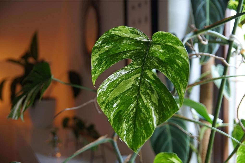 philodendron rare plants Rare Plant: Philodendron Williamsii Variegated – Purple Elephant Plant Co main image 1