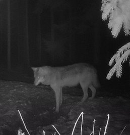 Bei Steinberg in die Fotofalle getappt: Jäger Swen Brandt aus Auerbach hat das am 26. Dezember aufgenommene Bild als Nachweis der Sichtung der Sächsischen Fachstelle Wolf zur Verfügung gestellt.
