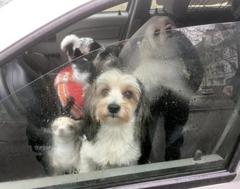 Hunde in einem Fahrzeug, das zuvor von der Polizei gestoppt wurde. Wegen seiner Fahrweise war einer Polizeistreife das Fahrzeug aufgefallen. Insgesamt neun Hunde befanden sich im Wagen