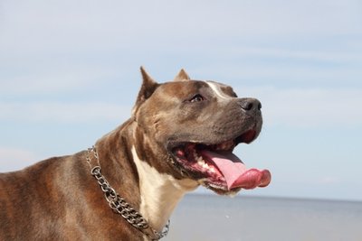Ein Pitbull.