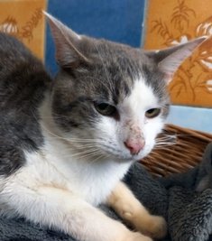 Dem Kater Martin ist die Verletzung nicht anzusehen. 