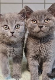 Die zwei Britisch-Kurzhaar-Katzen befinden sich inzwischen in der Obhut eines Tierheims.