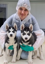 Tierheim-Mitarbeiterin Anni Bauch kümmert sich um die beiden Huskywelpen. 