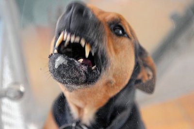 Symbolfoto: Ein Hund steht im Tierheim in seiner Box und fletscht die Zähne. 