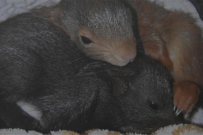 Auf einem Monatsblatt sind gerettete Eichhörnchen zu sehen.
