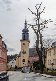 Die Stiel-Eiche an der B 95 in Thum ist fast 200 Jahre alt. Nach dem drastischen Rückschnitt gibt sie ein trauriges Bild ab.