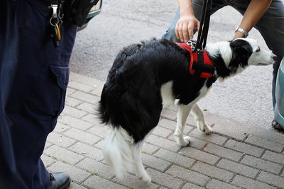 Ein Hund ist am Dienstagvormittag in Chemnitz aus einem geparkten Auto befreit worden.