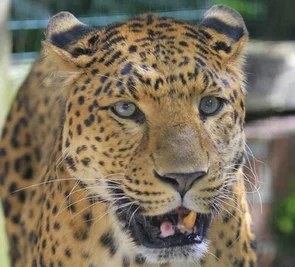 Leopard