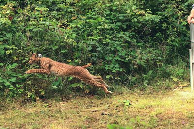 Am 26. August wurde Luchs Anton bei Eibenstock in die Freiheit entlassen. Er wurde zweimal in der Nähe des Ortes gepeilt.