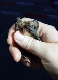 Bei der Fledermausnacht vor zwei Jahren wurden einige der nachtaktiven Tiere eingefangen und vermessen.