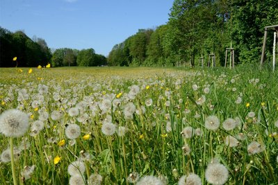 Diese Wiese -ein ehemaliger Golfplatz - sieht mit ihren Blumen zumindest schon mal ein bisschen nach Gartenschau aus. So bleiben wird sie aber trotzdem nicht.
