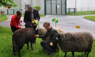 Vor den Toren des Maßregelvollzugs gab es am Mittwoch zum Start der tiergestützten Therapie für Frieda, Paul und Paula Leckereien von Chefärztin Sylvia Beyerlein und Verwaltungsdirektor Lothar Bischof. Tiertherapeut Stefan Barth half beim Füttern. Die Tiere sind eine Kreuzung aus den Rassen Schwarzkopf Fleischschaf und Coburger Fuchs. Seit Montag sind sie in der Forensischen Klinik in Rodewisch im Einsatz.