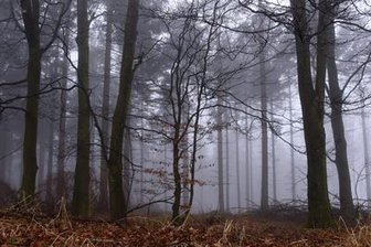 1233 Hektar Wald umgewandelt -