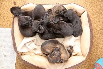 13 Hundewelpen in Gottesberg ausgesetzt - Die Welpen kamen in einem Heim in Falkenstein unter.