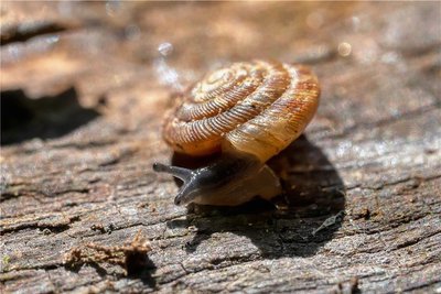 Gefleckte Schüsselschnecke