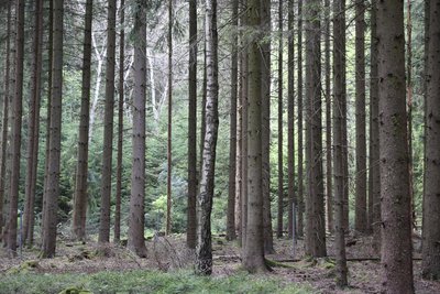 Im Juni findet eine Waldführung bei Bernsbach statt.