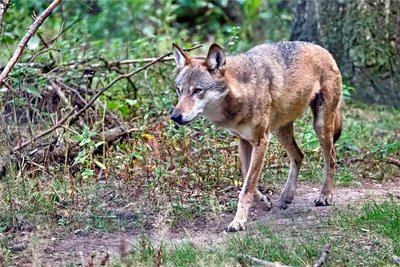 Ein Europäischer Wolf im Wildgatter Oberrabenstein Chemnitz. In Deutschland hatten Wolfspopulationen weltweit mit die besten Überlebenschancen. Foto: Imago/Star Media