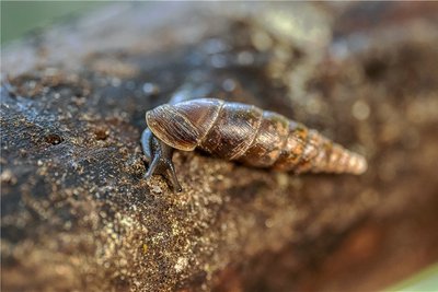 Glatte Schließmundschnecke