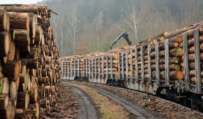 Bahnverladung auf dem Bahnhofsgelände in Zschopau: Schadholz wird auf Waggons verladen und für den Transport ins Sägewerk vorbereitet. 
