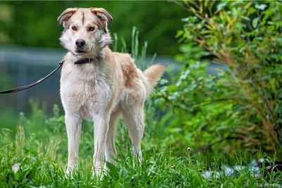 Yuki ist ein 1,5-jähriger Husky-Mix, sehr intelligent und bewegungsfreudig. Er braucht viel Auslauf.