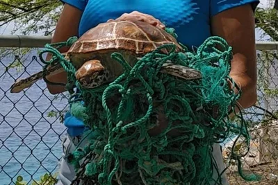 Was die Helfer beim Befreien der Tiere aus solchen alten Fischernetzen beachten müssen, um die Tiere nicht zu verletzten, wird mit Schildkröten-Attrappen geübt.