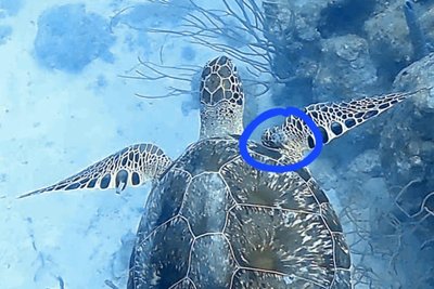 Das ist eine Schildkröte, die an der Vorderflosse einen großen Tumor hat, aber noch schwimmen kann.