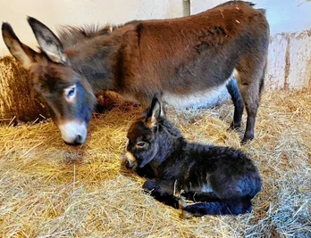 Nachwuchs im Zoo der Minis: Das neue Mitglied der Esel-Familie heißt Elmo.