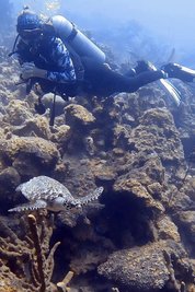 Bei einem ihrer Tauchgänge konnte Janett Lauckner auch gesunde Schildkröten in ihrem natürlichen Lebensraum beobachten.