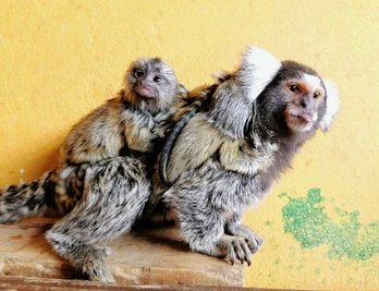 Nachwuchs im Zoo der Minis: Zweifaches Glück bei den Weißbüscheläffchen.