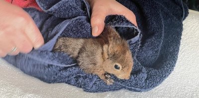 Wie gut, dass gleich um die Ecke der Wickeltisch für Enkeltochter Lia steht. Die Petzolds rubbelten das klitschnasse Eichhörnchen sofort trocken. Dann wollte es gar nicht mehr weg von Heiko Petzoldts wärmender Brust.