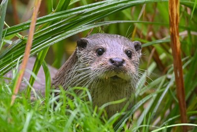Wegen Schäden an Fischbeständen sind Otter im Erzgebirge unbeliebt.