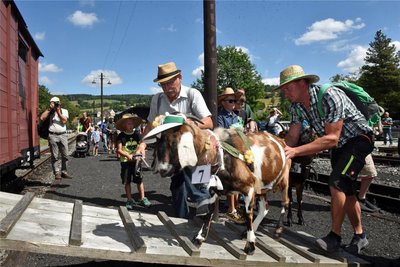 Beim Ziegentreffen in Steinbach im Preßnitztal wurde Kasper aus Grünberg in die Top 3 gewählt.
