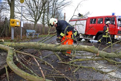 Die Feuerwehr war am Sonntagvormittag in Wüstenbrand im Einsatz, um eine umgestürzte Linde abzutransportieren.