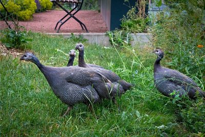 Perlhühner sollen Gärtnermeister Eberhard Meyerhoff beim Kampf gegen die Schnecken unterstützen. Diese Vier sind allerdings schon die zweite Besetzung, die ersten Tiere hatte sich trotz aller Vorsichtsmaßnahmen ein Raubtier geholt. 