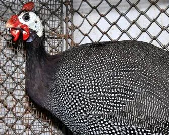 Perlhühner stammen ursprünglich aus Afrika, sind Allesfresser mit einer Vorliebe für Insekten.